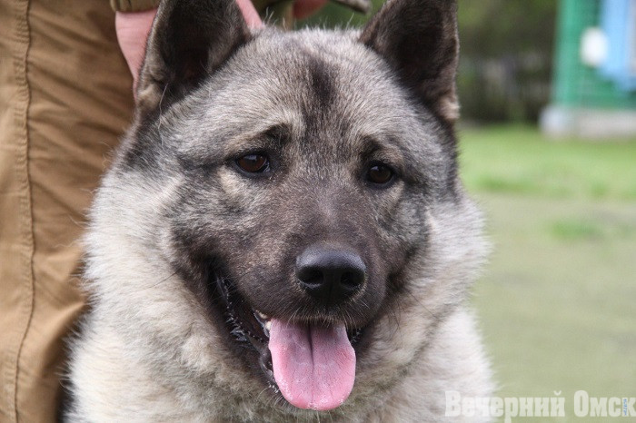 Лайки, борзые и гончие: в Омске прошла выставка охотничьих собак