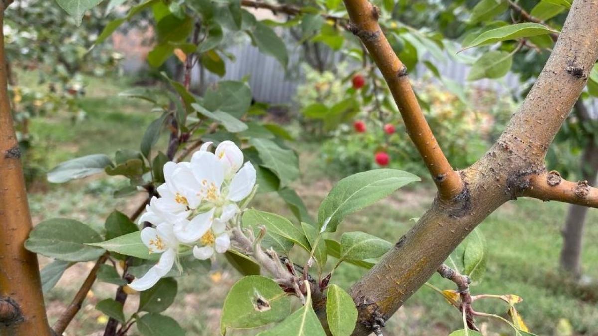 В Саратовской области снова зацвели яблони осенью