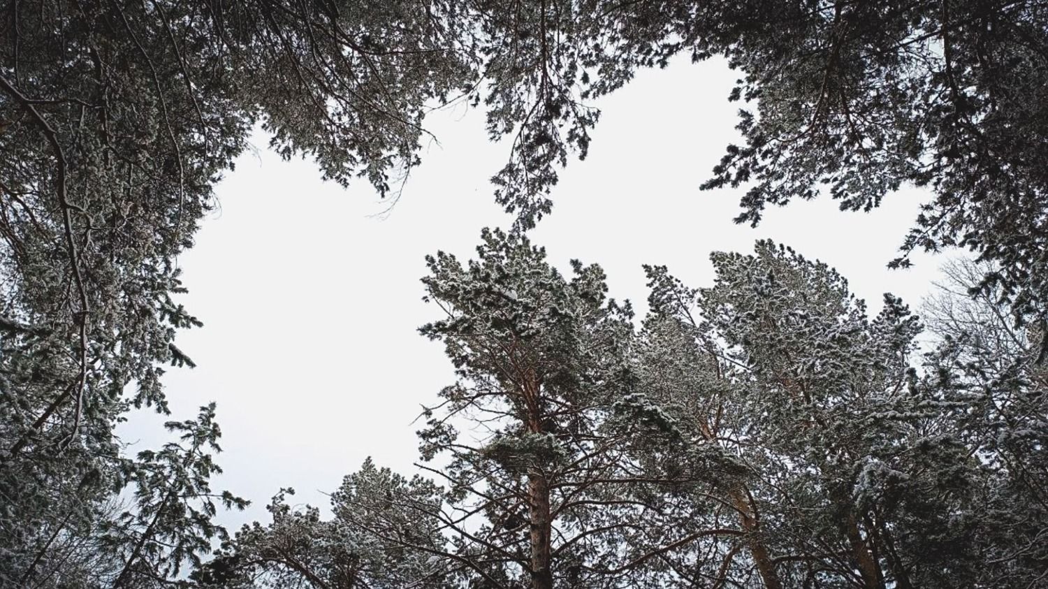 Зима может стать необычайно холодной в Приморском крае