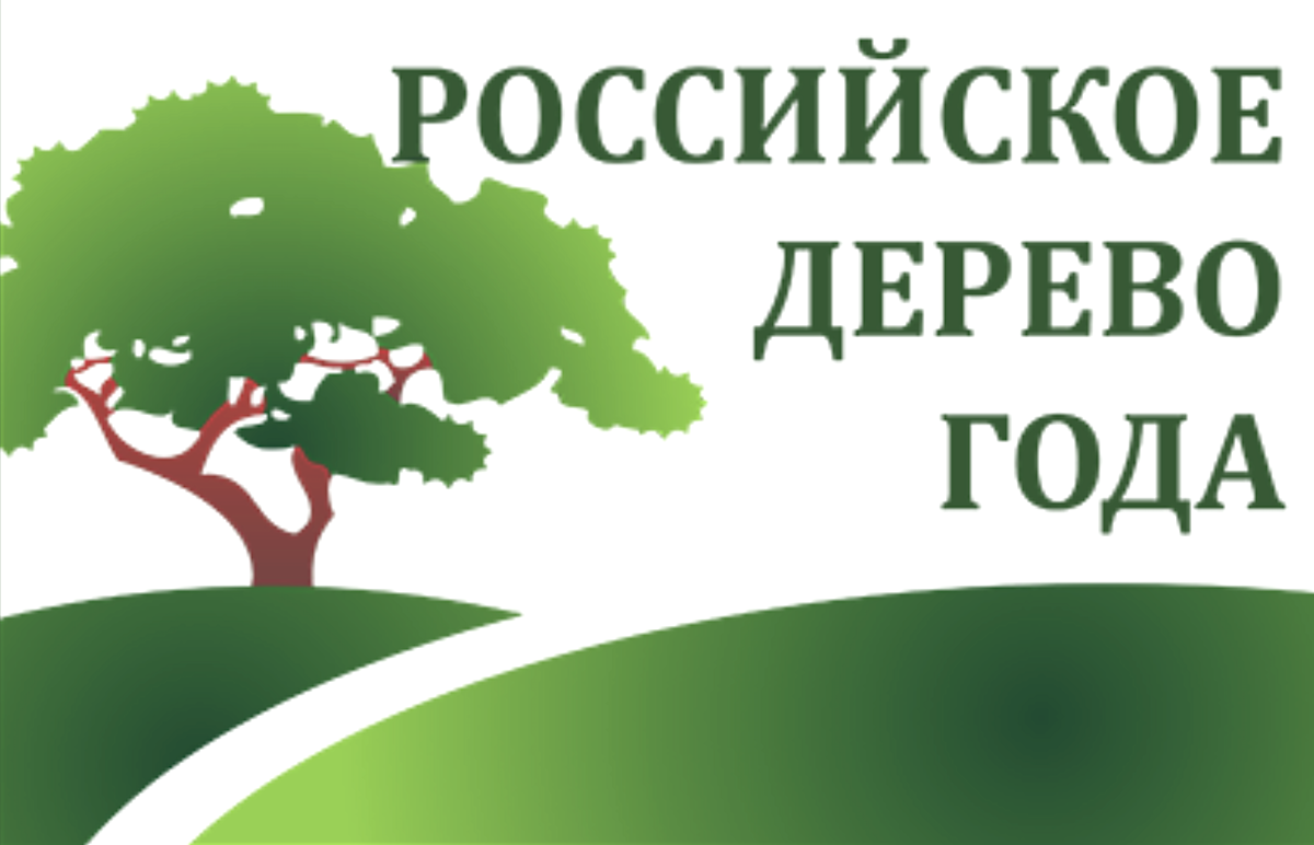 8 деревьев арктических регионов опять сошлись в битве за звание «Российского дерева года» – несмотря на достоинства, им ни разу не удалось победить