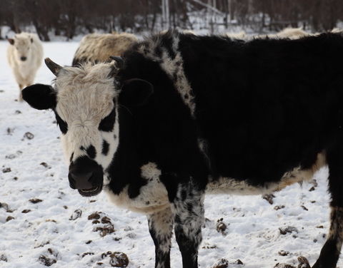 За 5 лет якутский скот нарастил численность голов на 15%