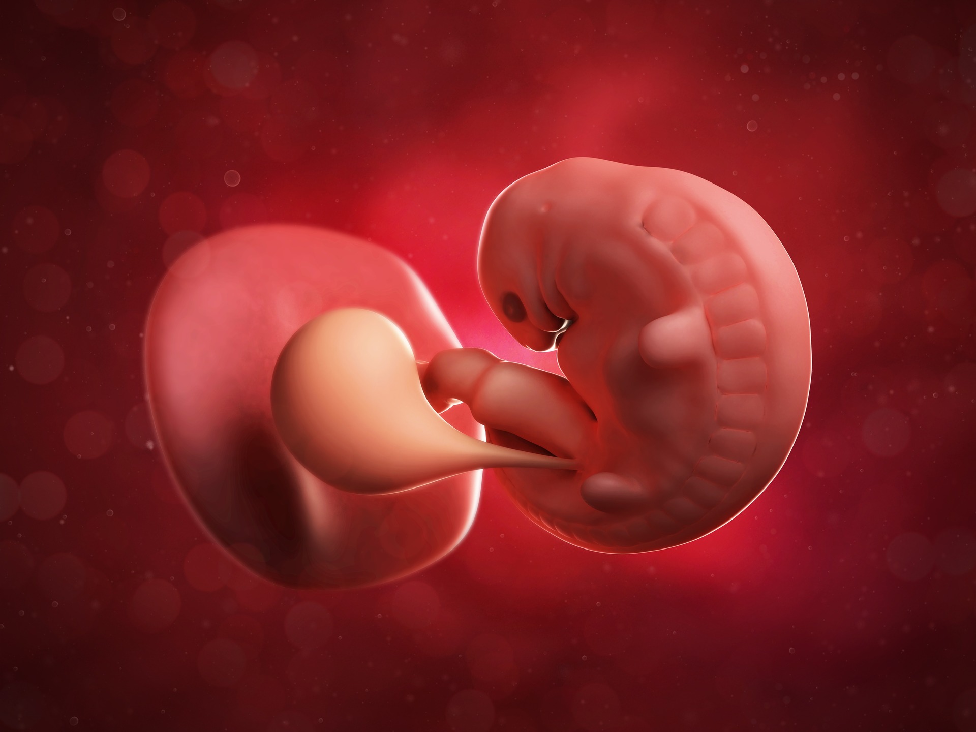 эмбрион на 12 день