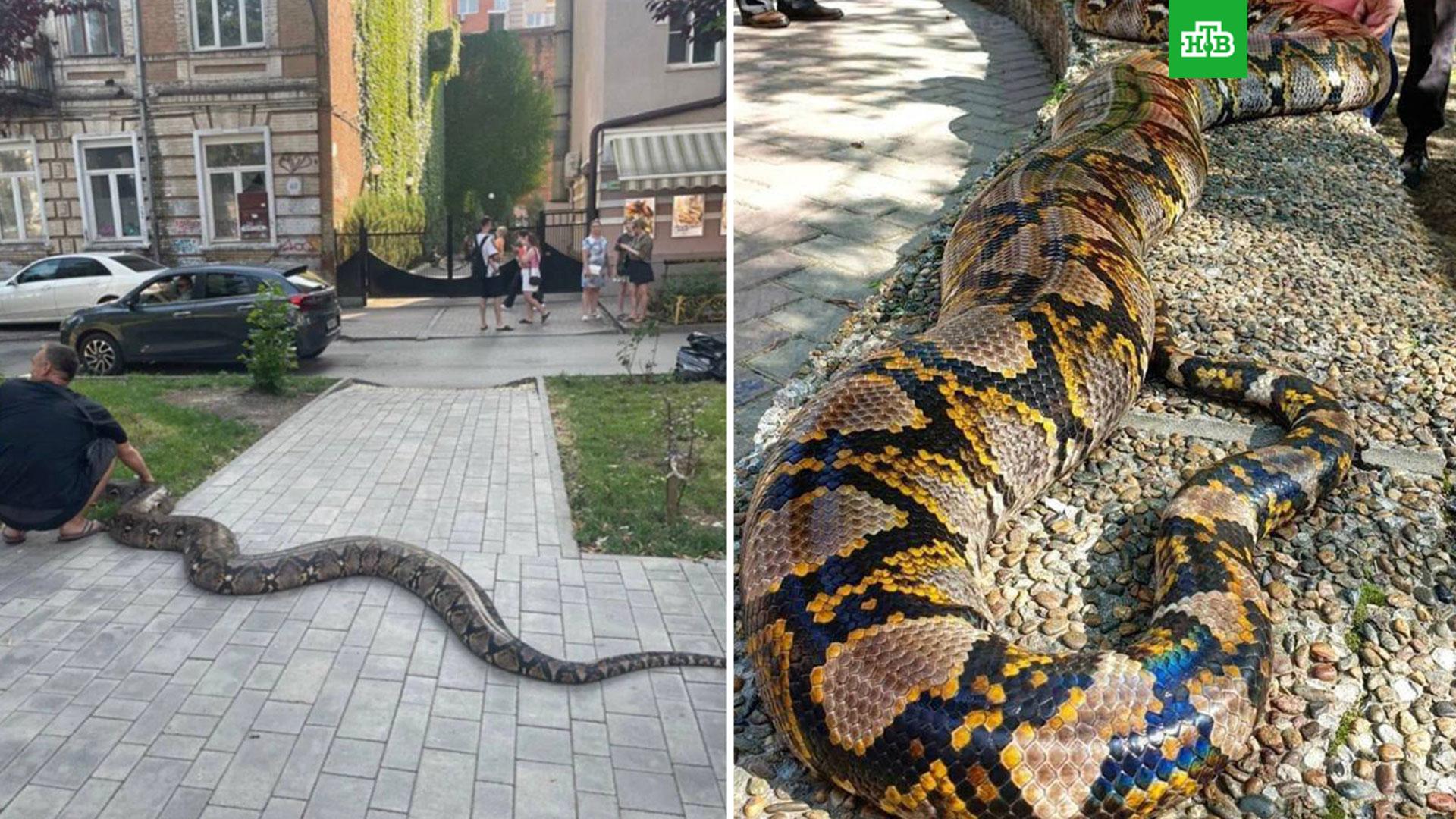 самая большая змея в россии. сетчатый питон окрасы. гигантский бирманский питон. гигантский питон 2021 на русском языке. гигантский питон 2021 года.