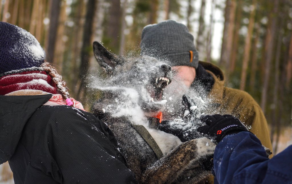 Собака