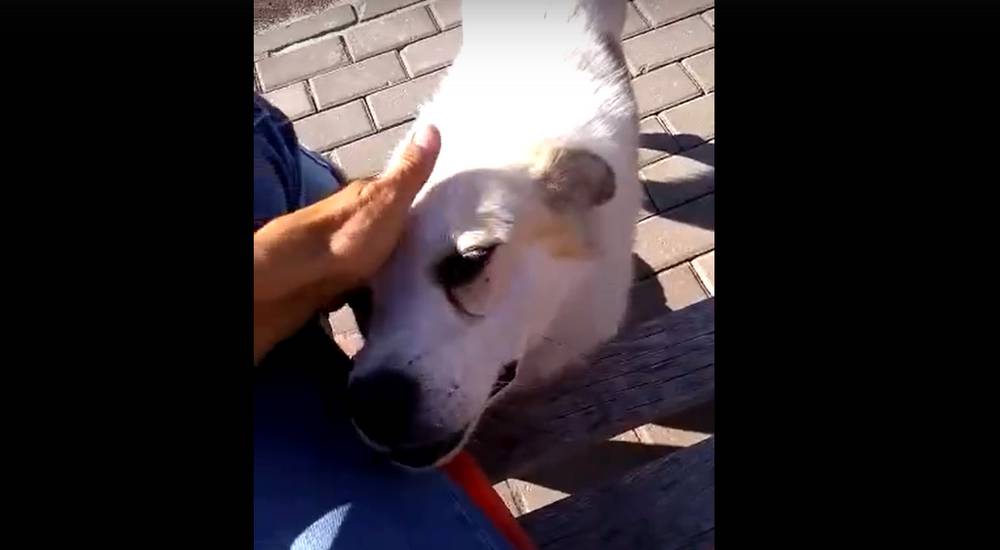 В Трубчевске живодеры отравили жившую в парке собаку по кличке Белый Бим