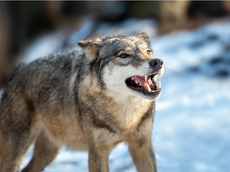 В Ольхонском районе на домашний скот нападают волки
