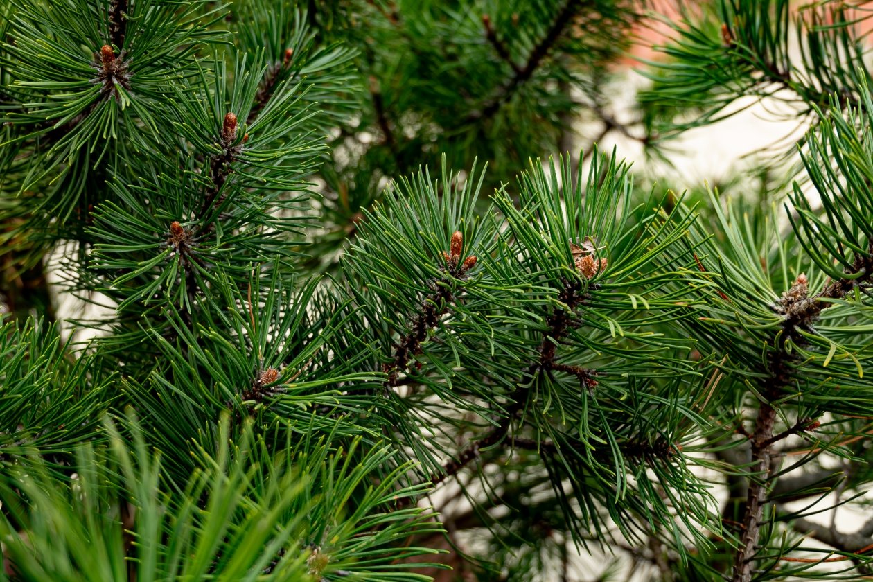 Россиянам рассказали, что делать с елкой после праздников - выбрасывать нельзя Илья Табаченко, ИА PrimaMedia.ru