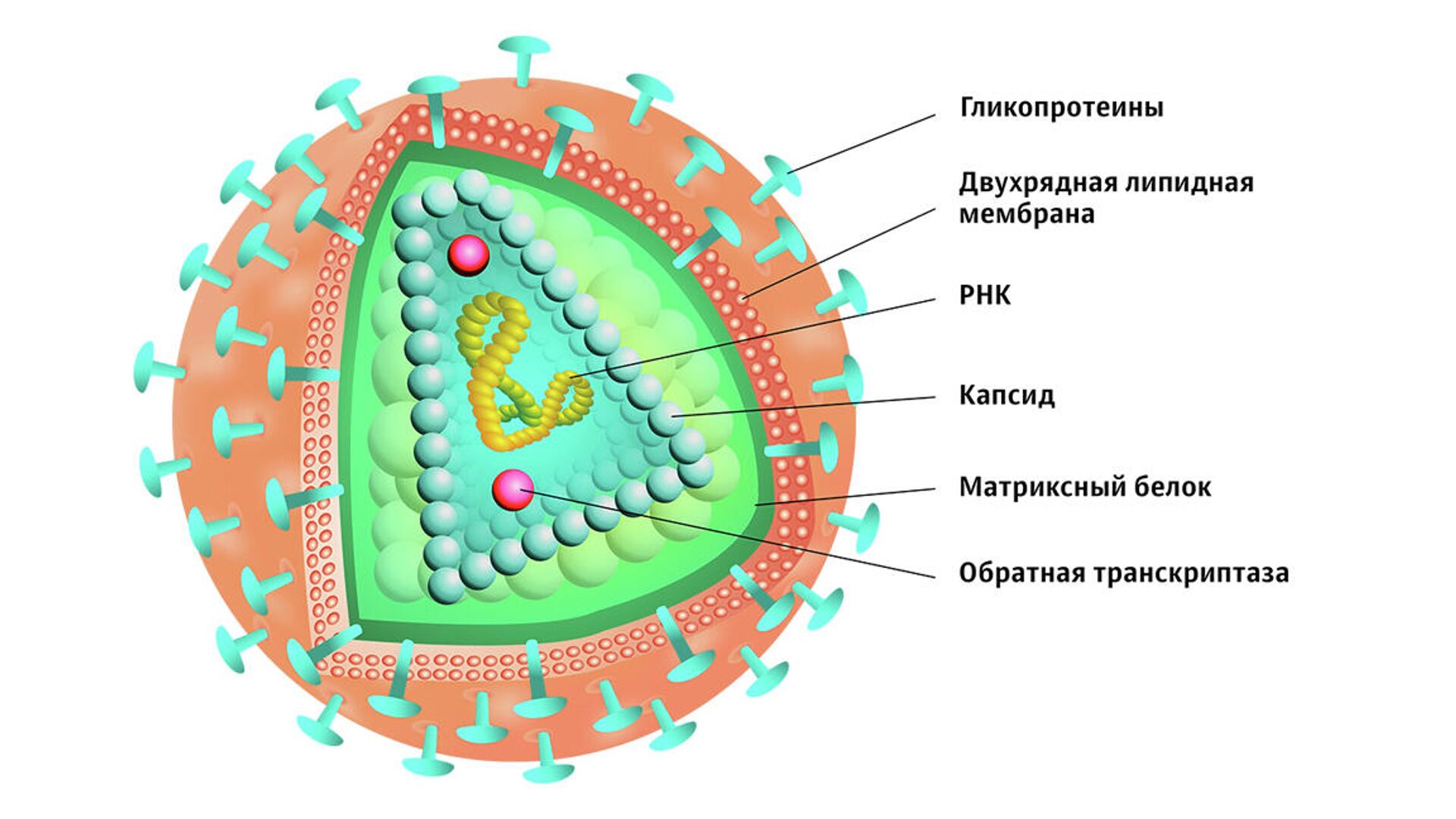 Вич рисунок микробиология