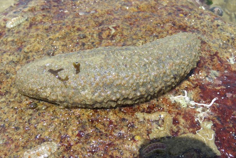 Морской огурец на дне океана
