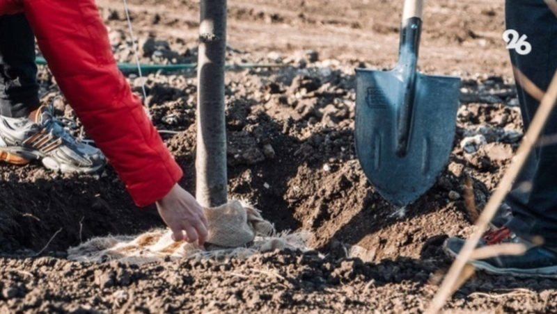 Губернатор поручил организовать озеленительный субботник в Георгиевске