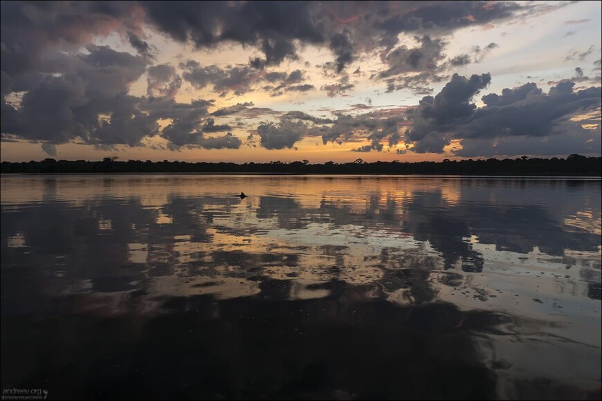 Розовые дельфины Черной реки