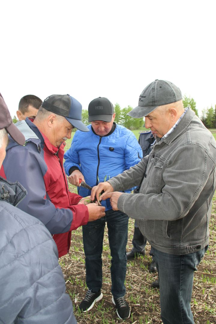 В Мензелинском районе посевные работы проведены на 23657 гектарах