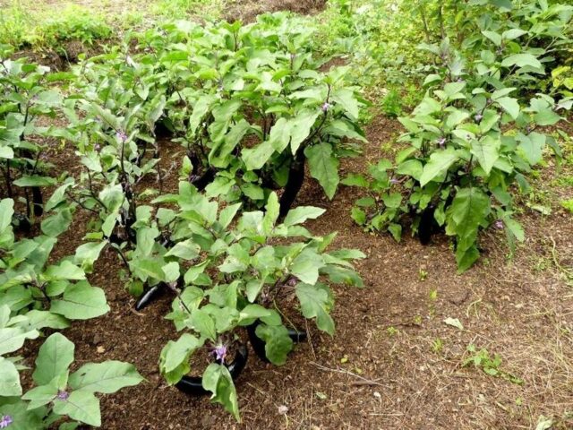 Соседство баклажанов с другими овощами на грядке в теплице и открытом грунте
