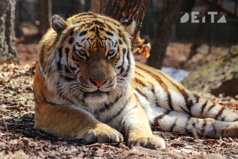 Нападение тигра на человека расследуют в Приморье