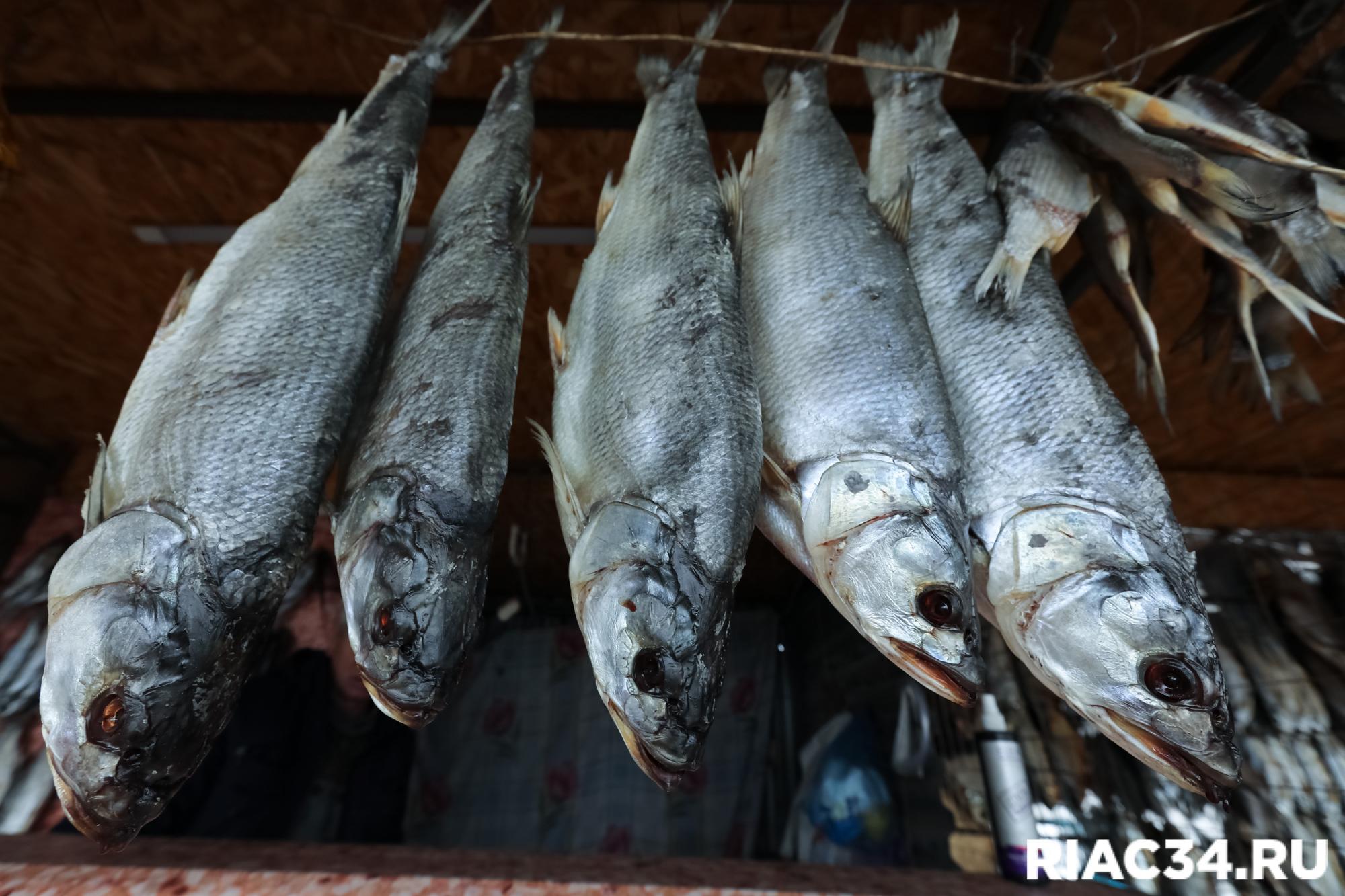 Волгоград рыба. Рыба в Волгограде. Рыба Якутии. Северные рыбы Якутии. Fish культура.