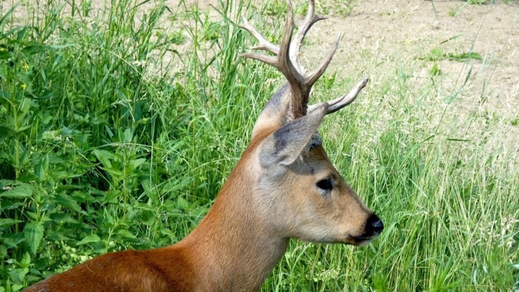 дикая приморская косуля. дикие животные омской области. косуля астраханской области. косуля сибирская. кирзинский заказник новосибирской области.