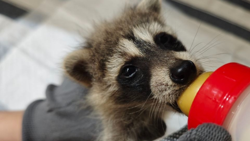 В ставропольском центре «Пеликан» выхаживают более 20 детёнышей диких зверей