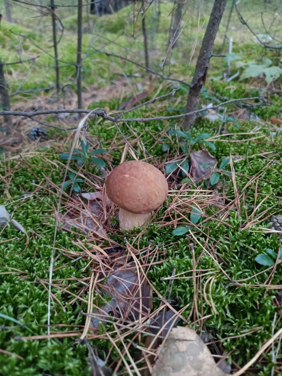 Грибы