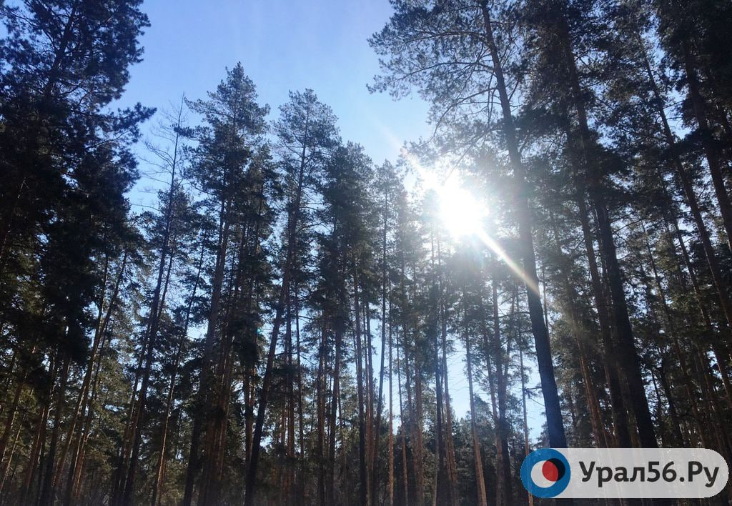 Лес в Оренббургской области. Фото из архива