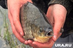 Заболевание от рыбы остается одной из самых актуальных паразитарных угроз в Круганской области