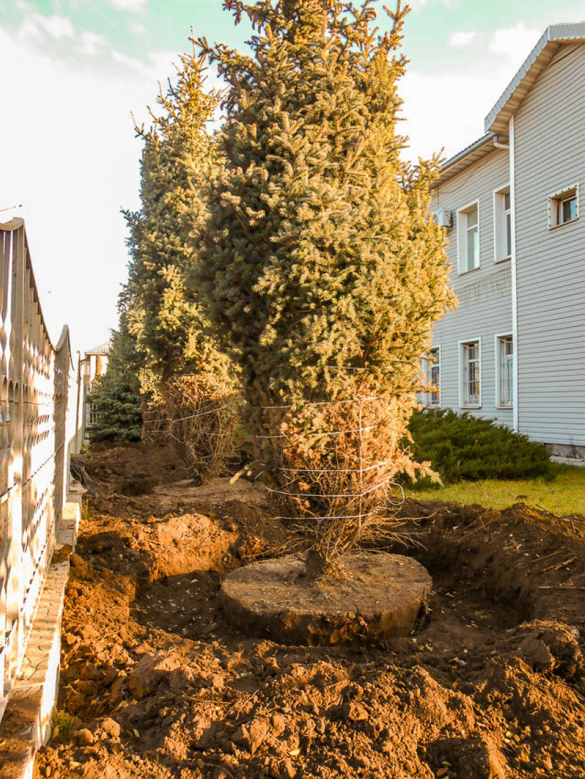 Куда хотят увезти наши елки с улицы Текстильной? -= камышанка