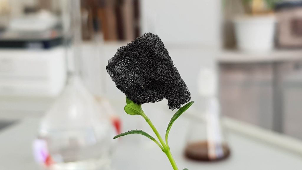 20211125-carbon_flower.jpg