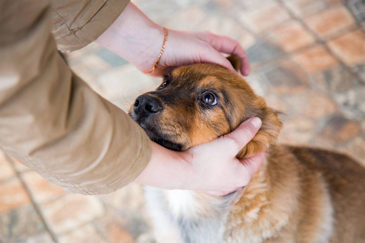 Сотрудники приютов также рекомендуют захватить сменную рабочую одежду, перчатки и обувь, а еще пакеты для уборки за питомцем и лакомства для животных. Фото: пресс-служба комплекса городского хозяйства Москвы