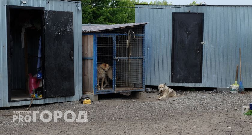 В Нижегородской области зарегистрирован случай бешенства у собаки
