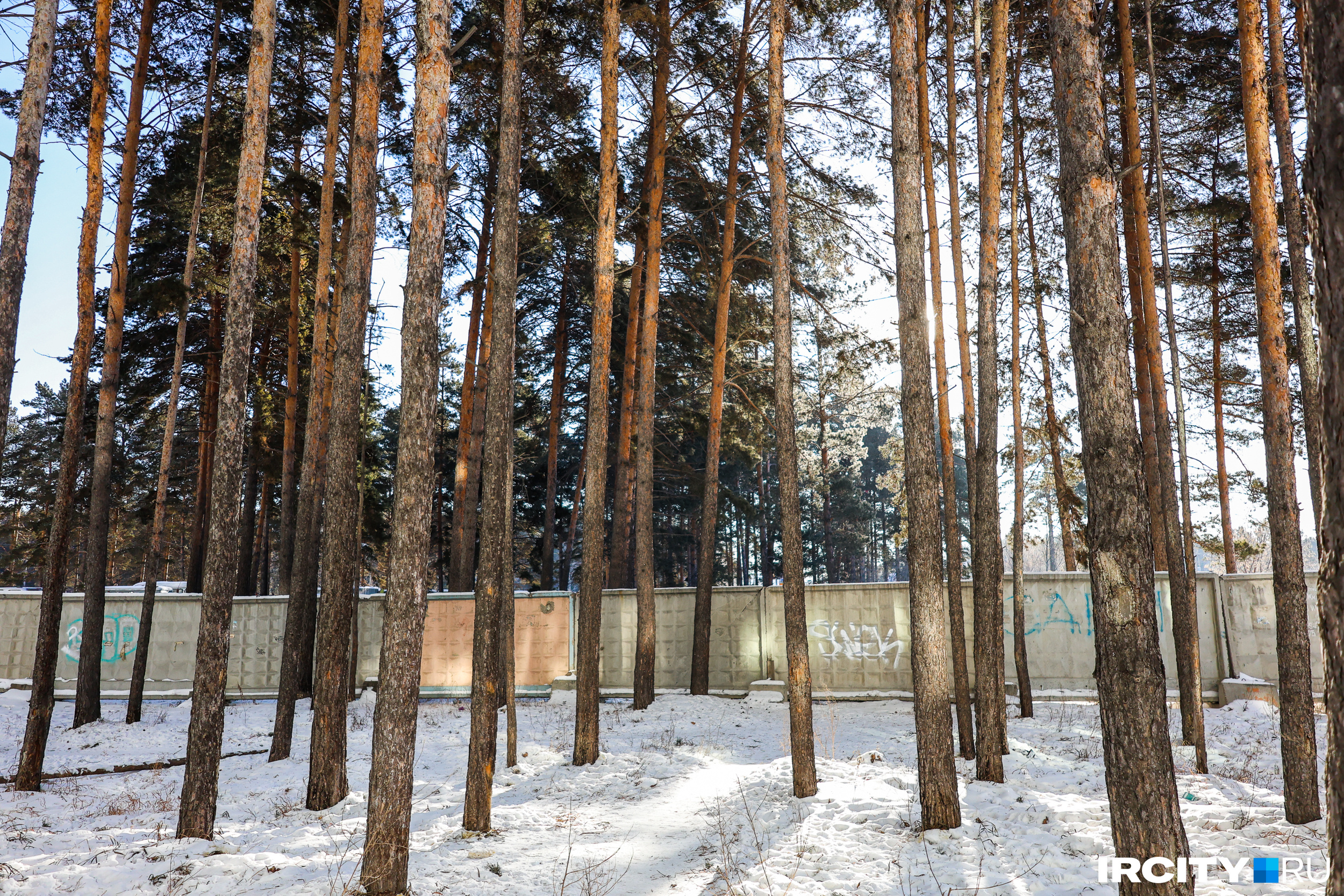 Решение Верховного суда нельзя оспорить — скоро эти сосны снесут под корень