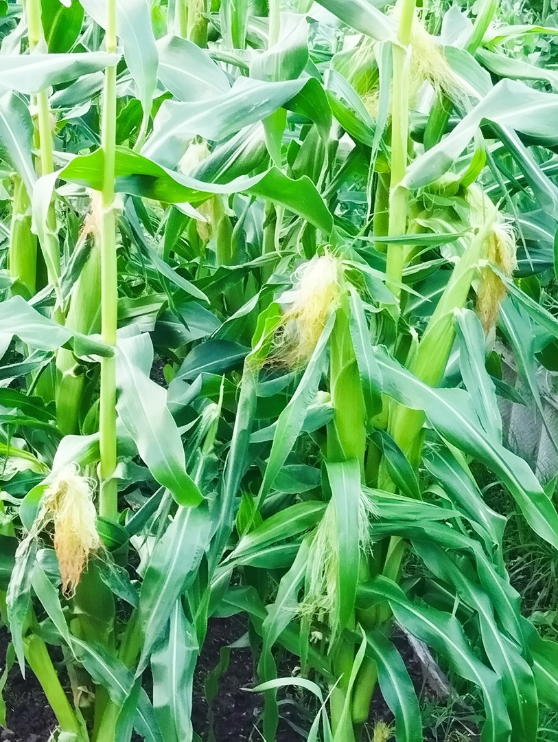 Кукуруза на участке