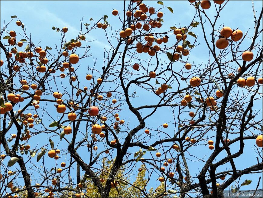 Танпхун - фольклор, этнография и лесной храм