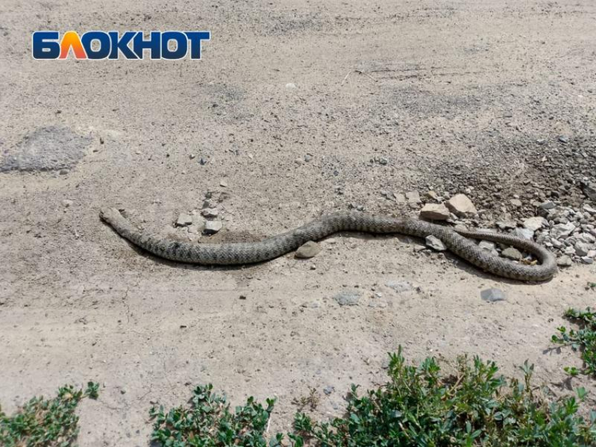 Труп гигантской змеи обнаружили в Волжском