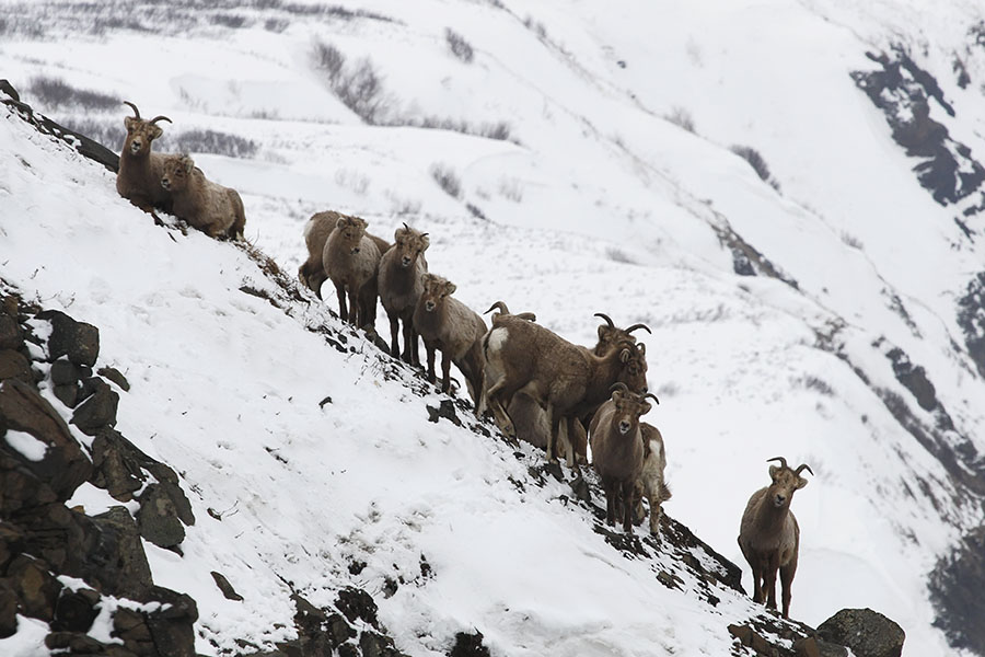 Камчатцев приглашают на увлекательную лекцию о парнокопытных полуострова. Фото: Кочетков Д., Шпиленок И, Балакирев Д.. Фотография 1