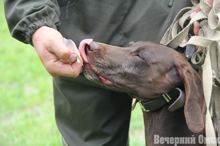 Лайки, борзые и гончие: в Омске прошла выставка охотничьих собак