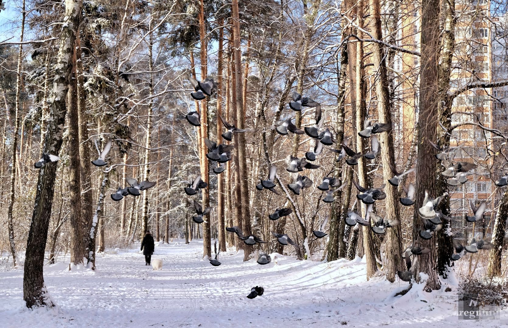 Зима в Подмосковье