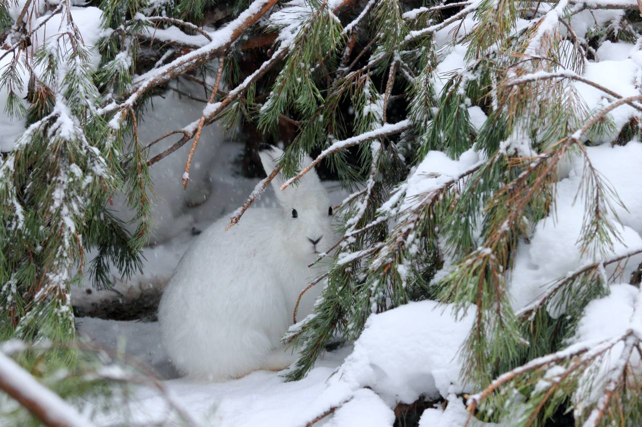 Заяц зимой. Заяц в зимнем лесу. Заяц зимой фото. Заяц Беляк.