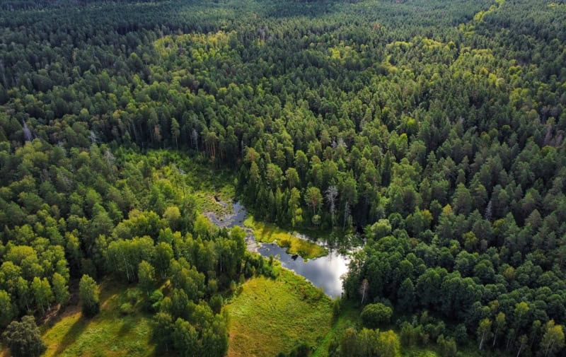 Фото: Минлесхоз РМ