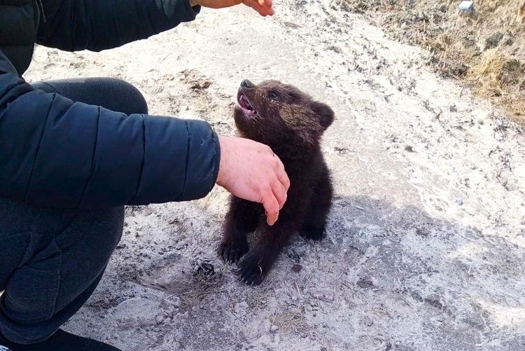 В Югре маленькие медвежата вышли на трассу к людям