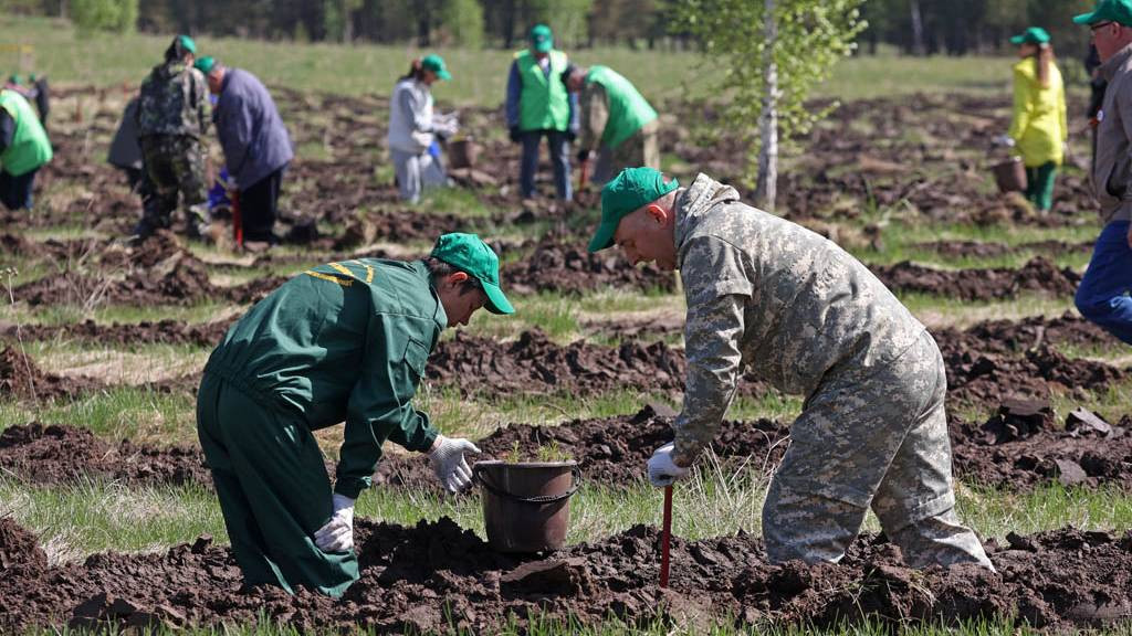 В Алтайском крае перевыполнили годовой план по восстановлению леса Фото №1