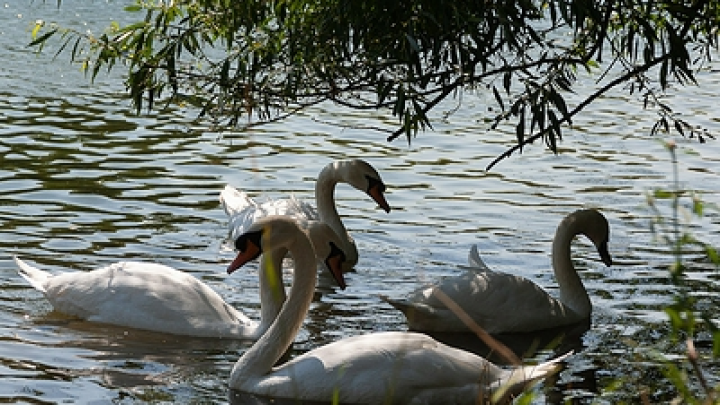 Черного лебедя выслали из британского города за нападения на других птиц