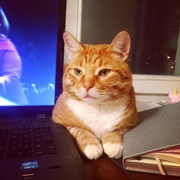 Бсд4. 50-4. Эггер w1100 st9. 50. Цифра 50 трафарет для вырезания.