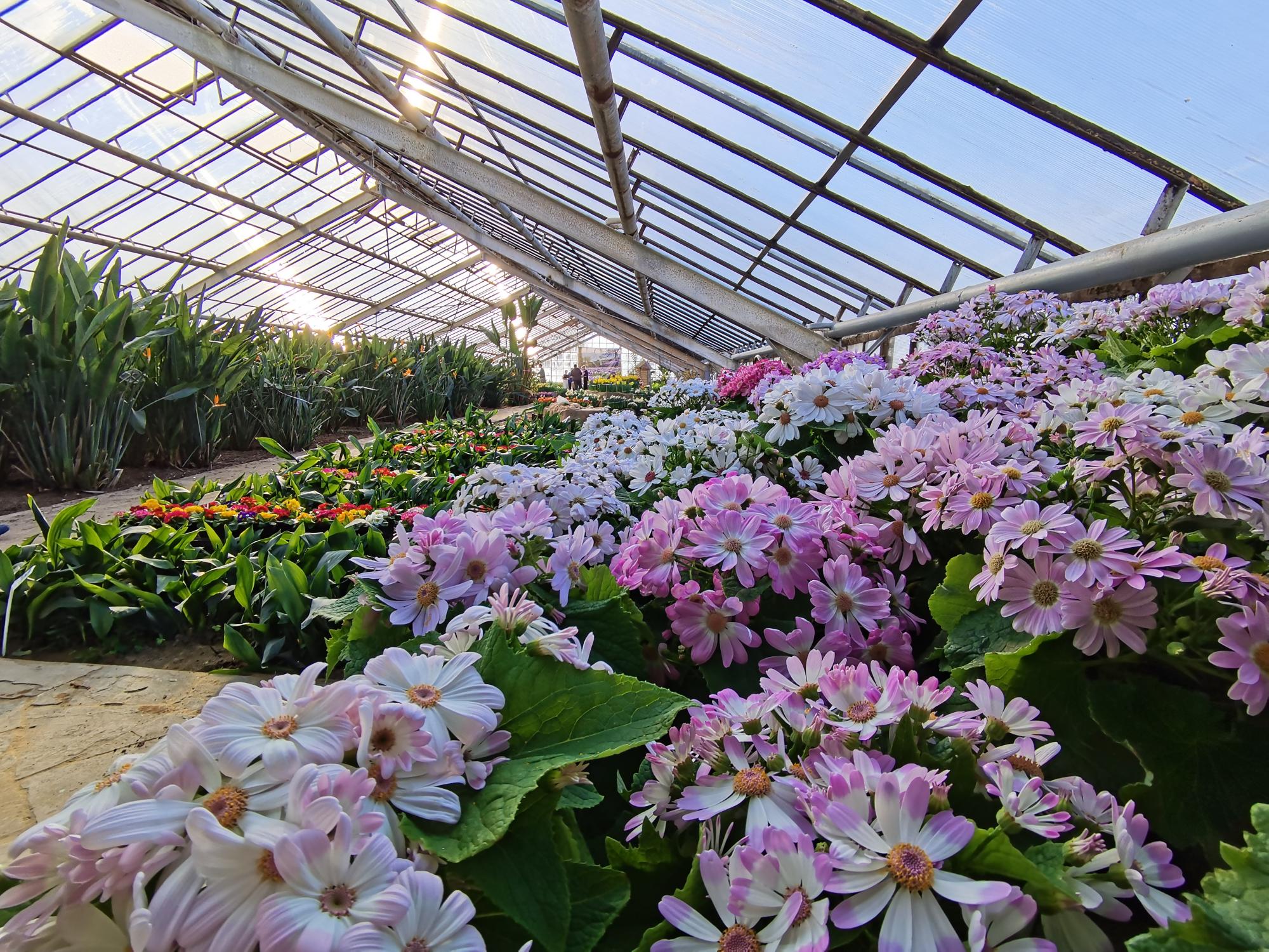 волжский ботанический сад первоцветы. волжский ботанический сад первоцветы. ботанический сад мгу первоцветы. региональный ботанический сад волгоград. первоцветы в ботаническом саду.