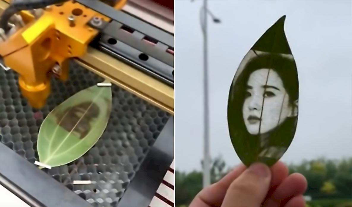 Новый тренд: лазерная печать фотографий на листьях деревьев | Hi-Tech ...