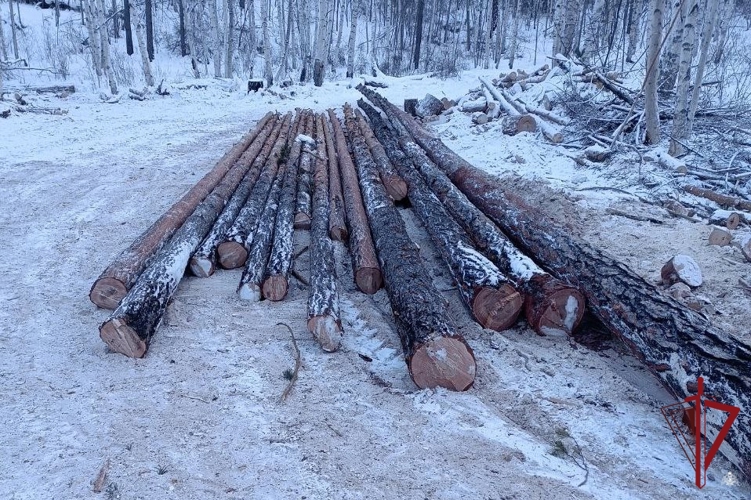 В Бурятии сотрудники ОМОН пресекли незаконную рубку лесных насаждений