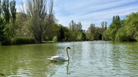 В Симферополе спасли перекормленного хлебом лебедя