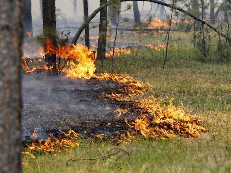 Грозы и люди: в Томской области подвели итоги лесопожарного сезона-2025
