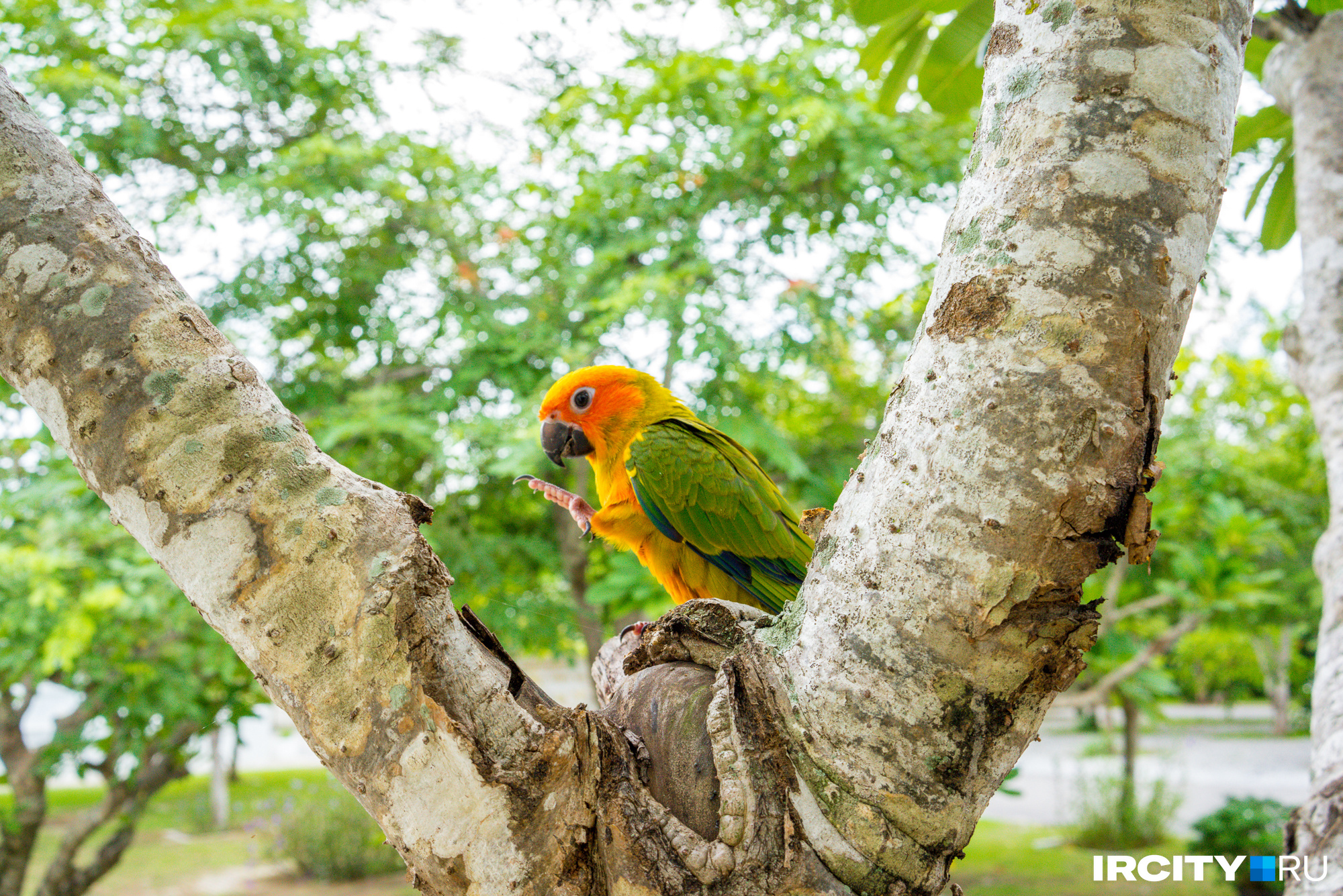 Этот попугайчик живет на территории храма и совершенно не боится людей