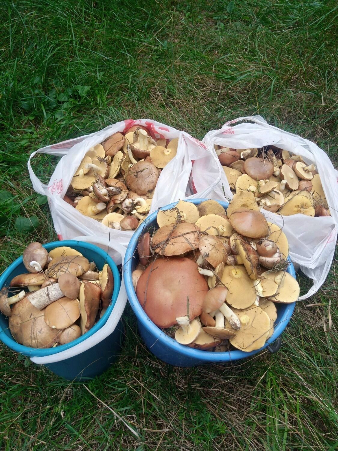 Грибы Белгородской области