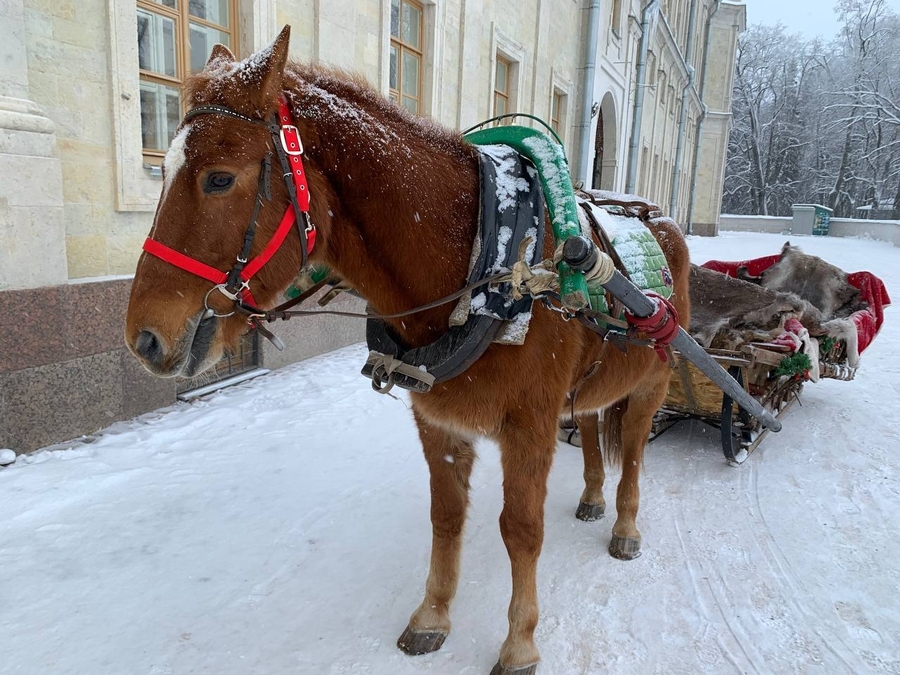Символом 2026 года станет «красный конь» 