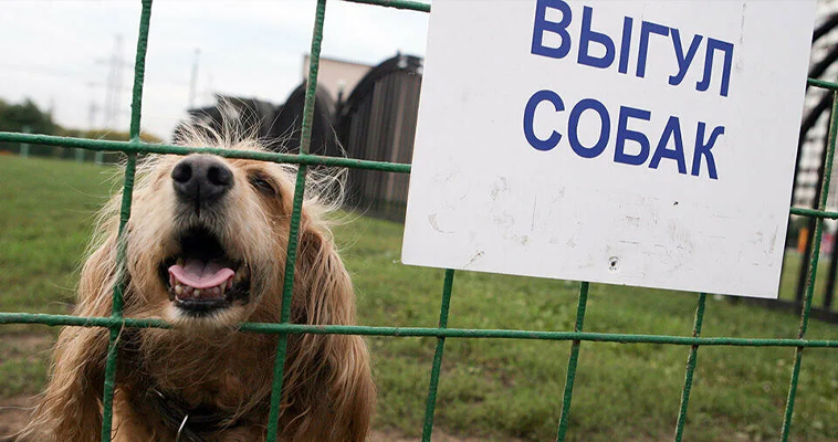 Площадка для выгула собак появится в Певеке